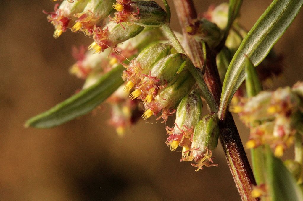 Artemisia vulgaris / Assenzio selvatico
